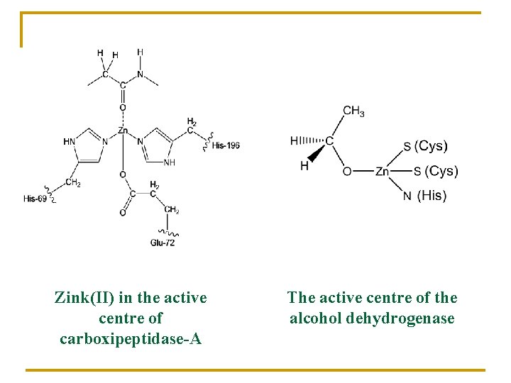 Zink(II) in the active centre of carboxipeptidase-A The active centre of the alcohol dehydrogenase