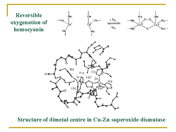 Reversible oxygenation of hemocyanin Structure of dimetal centre in Cu-Zn superoxide dismutase 