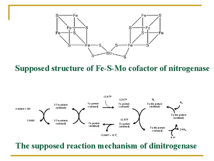 Supposed structure of Fe-S-Mo cofactor of nitrogenase 12 ATP 3 NADH + 3 H+