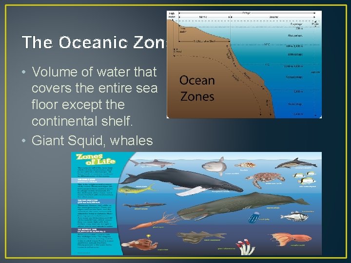 The Oceanic Zone • Volume of water that covers the entire sea floor except
