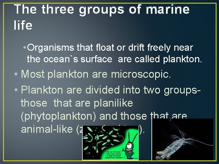 The three groups of marine life • Organisms that float or drift freely near