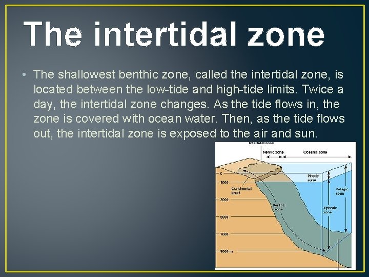 The intertidal zone • The shallowest benthic zone, called the intertidal zone, is located