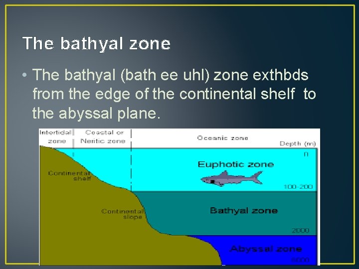 The bathyal zone • The bathyal (bath ee uhl) zone exthbds from the edge