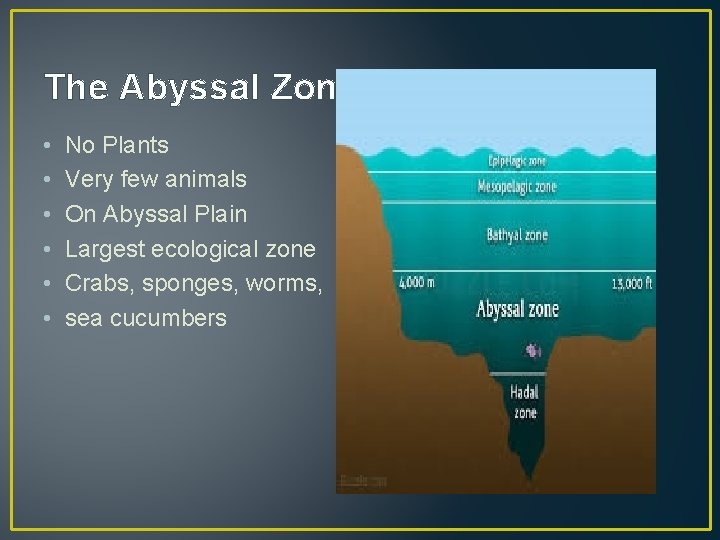 The Abyssal Zone • • • No Plants Very few animals On Abyssal Plain