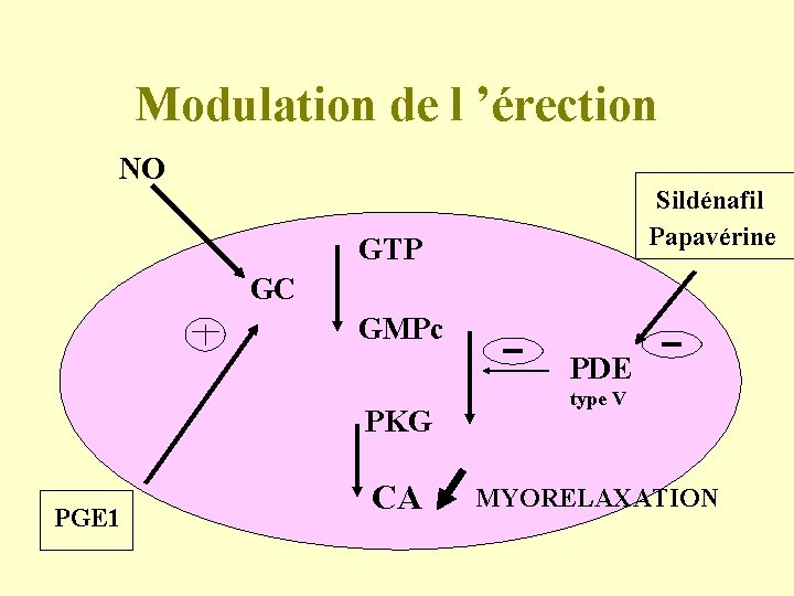 Modulation de l ’érection NO Sildénafil Papavérine GTP GC GMPc PDE PKG PGE 1