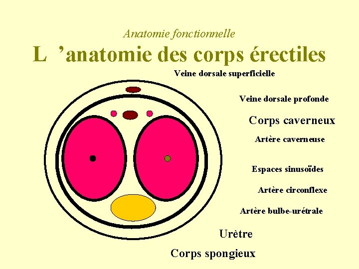 Anatomie fonctionnelle L ’anatomie des corps érectiles Veine dorsale superficielle Veine dorsale profonde Corps