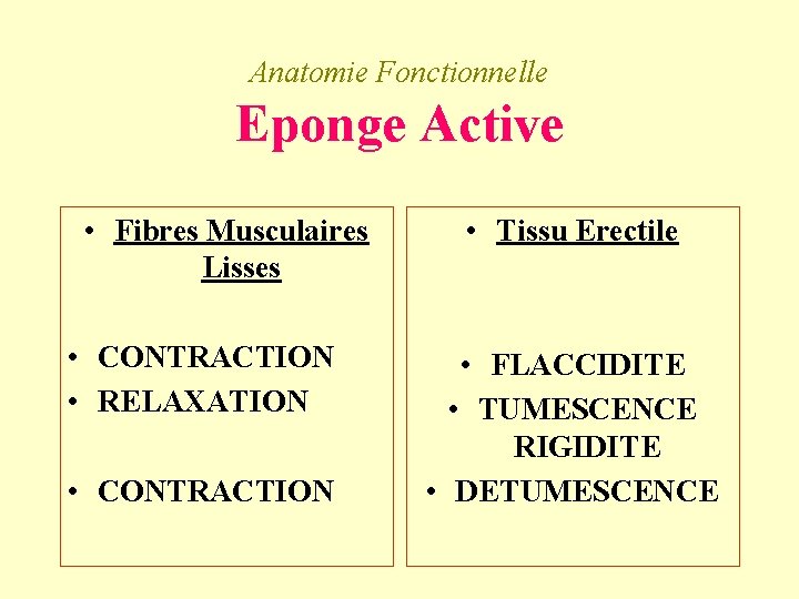 Anatomie Fonctionnelle Eponge Active • Fibres Musculaires Lisses • CONTRACTION • RELAXATION • CONTRACTION