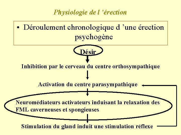 Physiologie de l ’érection • Déroulement chronologique d ’une érection psychogène Désir Inhibition par