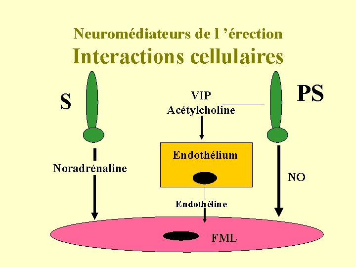 Neuromédiateurs de l ’érection Interactions cellulaires S VIP Acétylcholine PS Endothélium Noradrénaline NO Endothéline