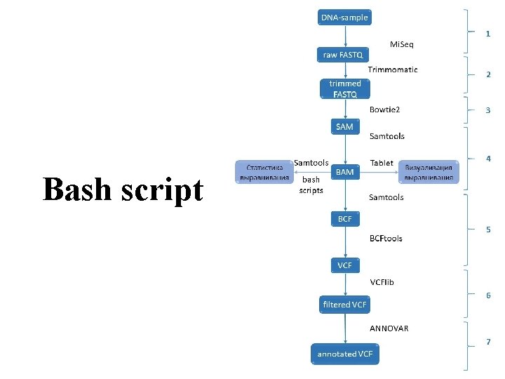 Bash script 