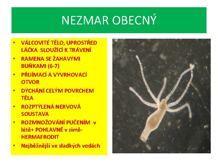 NEZMAR OBECNÝ • VÁLCOVITÉ TĚLO, UPROSTŘED LÁČKA SLOUŽÍCÍ K TRÁVENÍ • RAMENA SE ŽAHAVÝMI