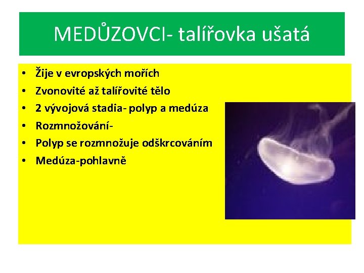 MEDŮZOVCI- talířovka ušatá • • • Žije v evropských mořích Zvonovité až talířovité tělo