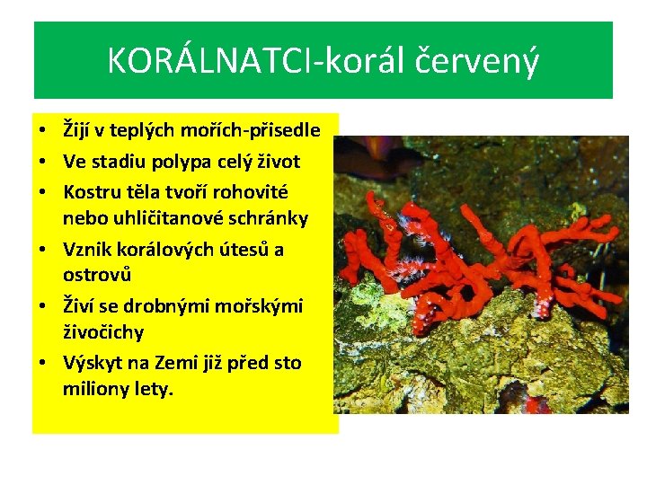 KORÁLNATCI-korál červený • Žijí v teplých mořích-přisedle • Ve stadiu polypa celý život •