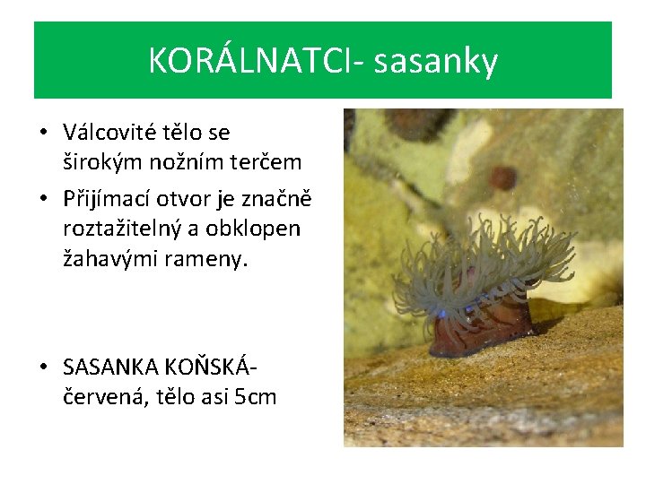 KORÁLNATCI- sasanky • Válcovité tělo se širokým nožním terčem • Přijímací otvor je značně