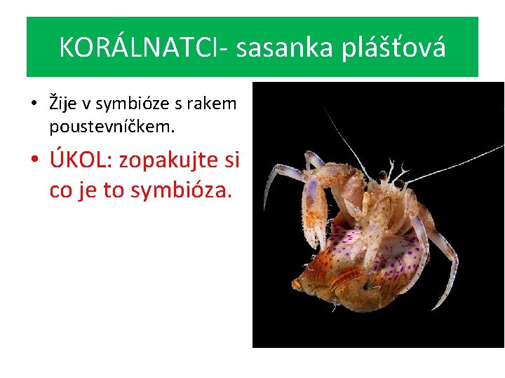 KORÁLNATCI- sasanka plášťová • Žije v symbióze s rakem poustevníčkem. • ÚKOL: zopakujte si