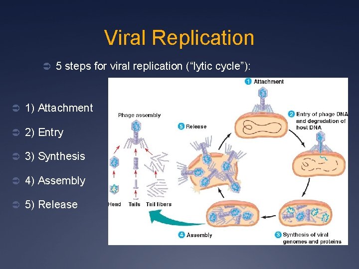 Viral Replication Ü 5 steps for viral replication (“lytic cycle”): Ü 1) Attachment Ü