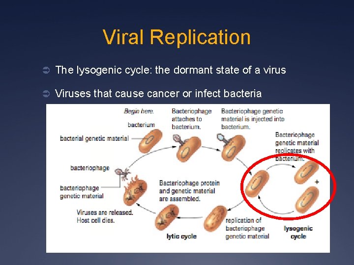 Viral Replication Ü The lysogenic cycle: the dormant state of a virus Ü Viruses