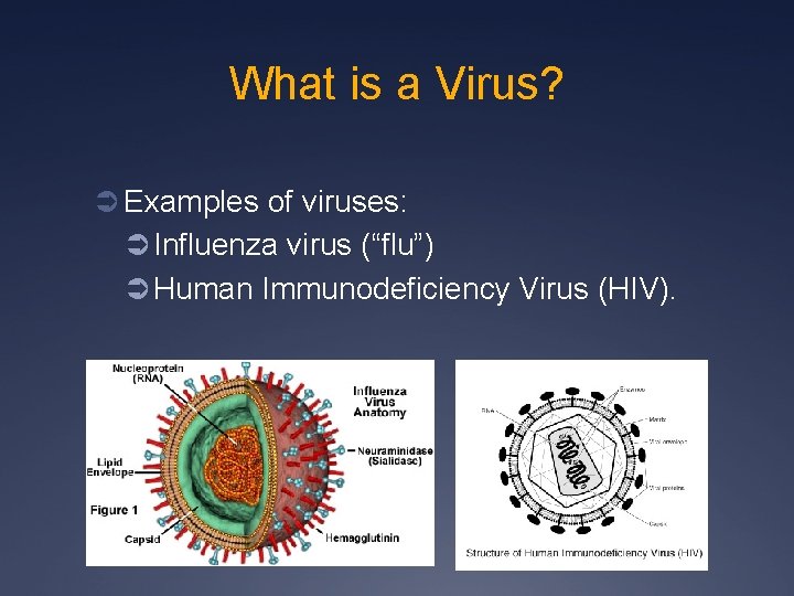 What is a Virus? Ü Examples of viruses: Ü Influenza virus (“flu”) Ü Human