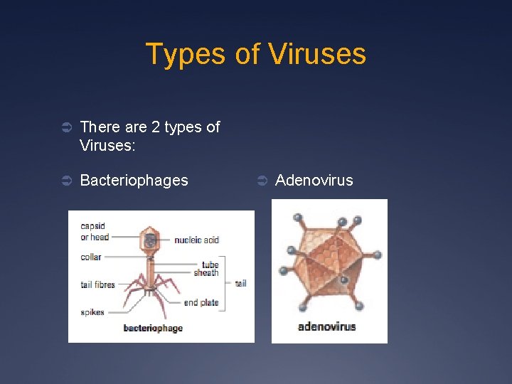 Types of Viruses Ü There are 2 types of Viruses: Ü Bacteriophages Ü Adenovirus