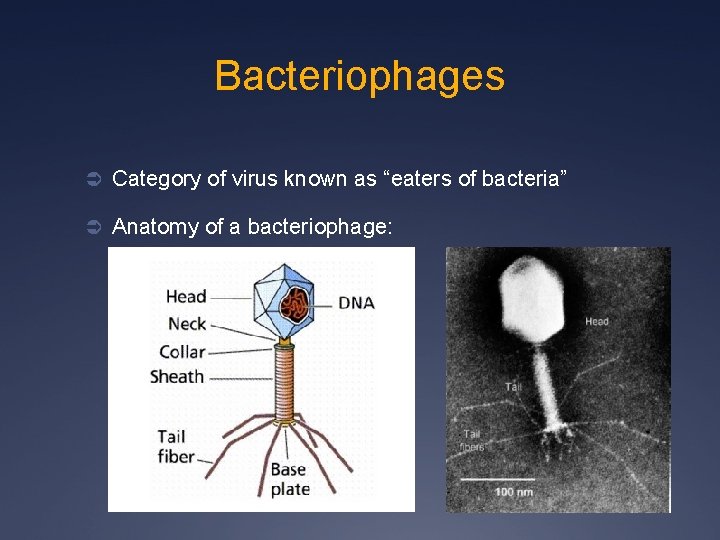 Bacteriophages Ü Category of virus known as “eaters of bacteria” Ü Anatomy of a