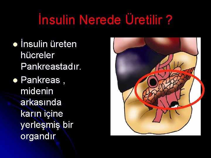 İnsulin Nerede Üretilir ? İnsulin üreten hücreler Pankreastadır. l Pankreas , midenin arkasında karın