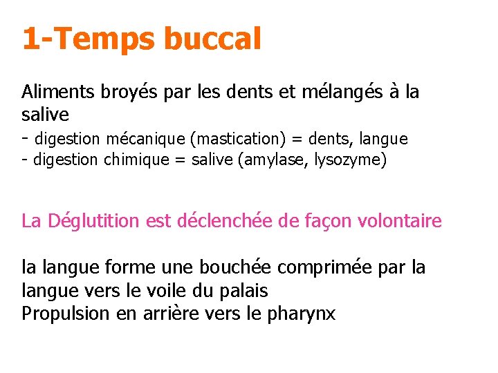 1 -Temps buccal Aliments broyés par les dents et mélangés à la salive -