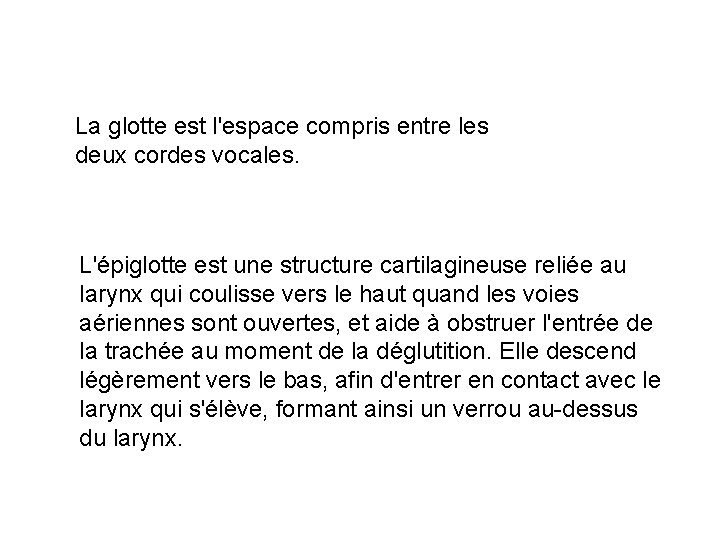 La glotte est l'espace compris entre les deux cordes vocales. L'épiglotte est une structure