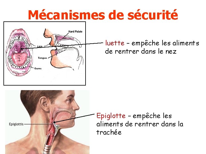 Mécanismes de sécurité luette – empêche les aliments de rentrer dans le nez Epiglotte