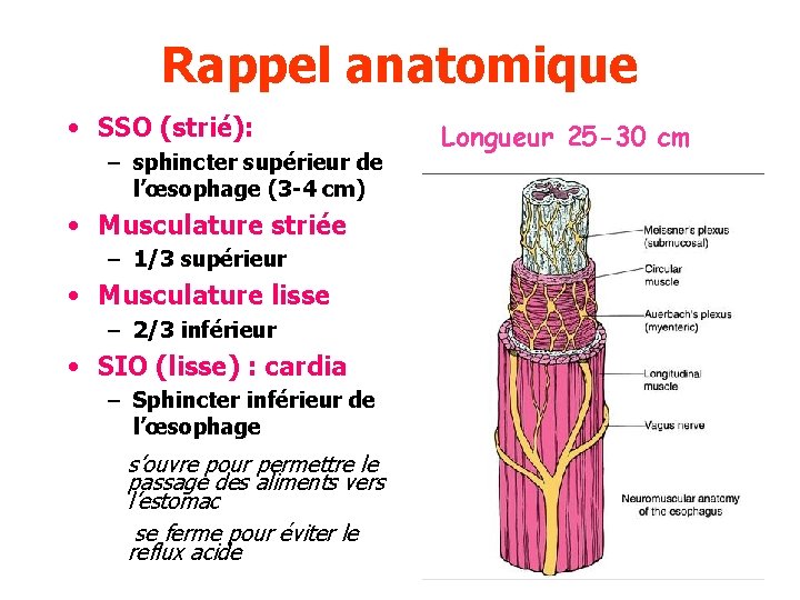 Rappel anatomique • SSO (strié): – sphincter supérieur de l’œsophage (3 -4 cm) •