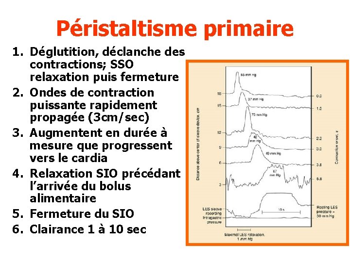 Péristaltisme primaire 1. Déglutition, déclanche des contractions; SSO relaxation puis fermeture 2. Ondes de