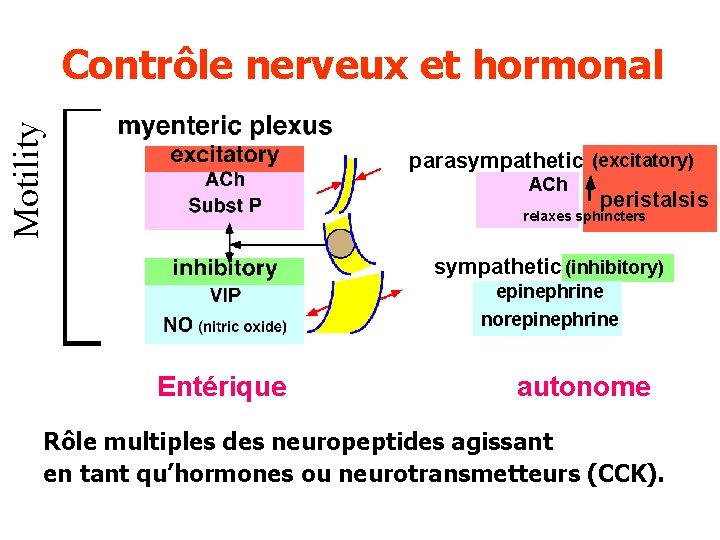 Motility Contrôle nerveux et hormonal Autonomic parasympathetic (excitatory) ACh peristalsis relaxes sphincters sympathetic (inhibitory)
