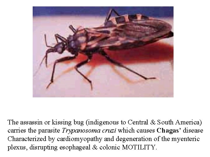 The assassin or kissing bug (indigenous to Central & South America) carries the parasite