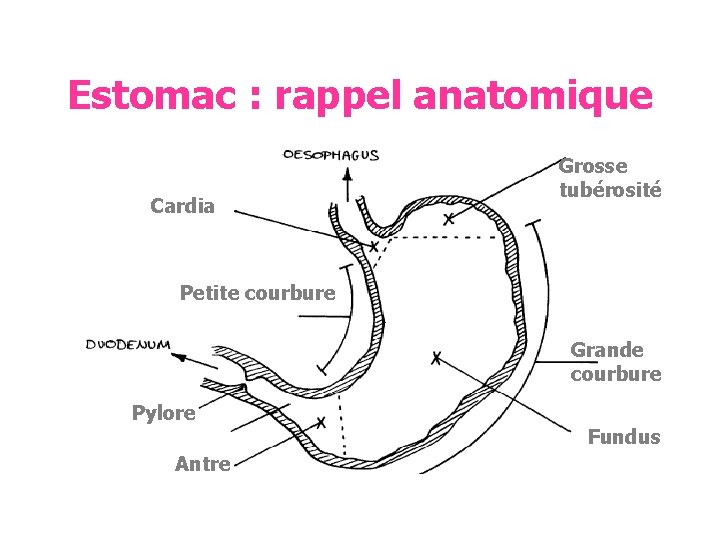 Estomac : rappel anatomique Cardia Grosse tubérosité Petite courbure Grande courbure Pylore Antre Fundus