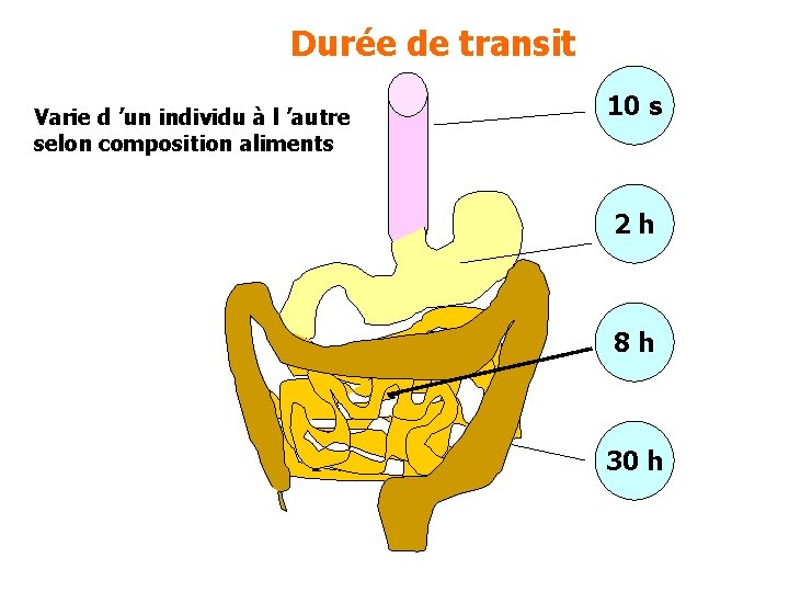 Durée de transit Varie d ’un individu à l ’autre selon composition aliments 10