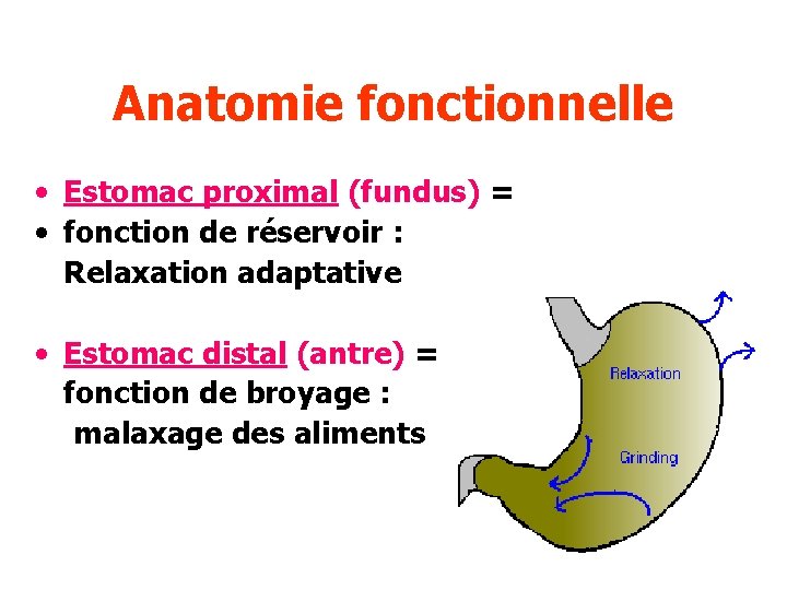Anatomie fonctionnelle • Estomac proximal (fundus) = • fonction de réservoir : Relaxation adaptative