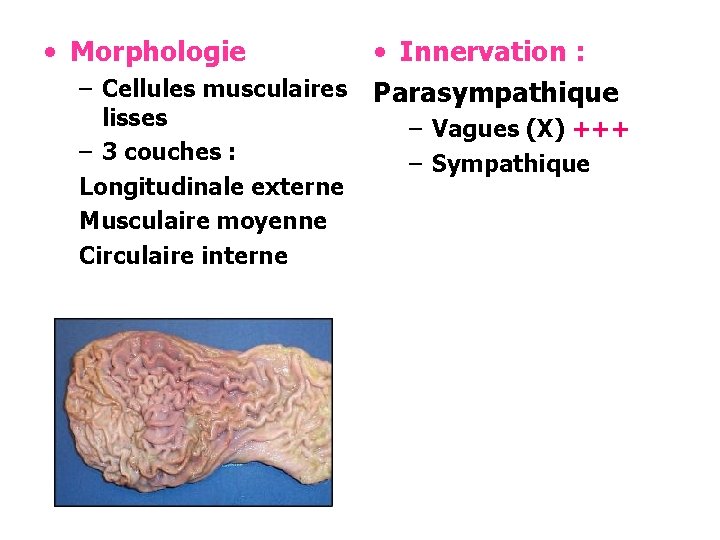  • Morphologie • Innervation : – Cellules musculaires Parasympathique lisses – 3 couches