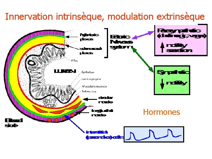 Innervation intrinsèque, modulation extrinsèque Hormones 