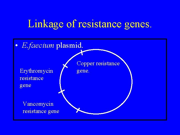 Linkage of resistance genes. • E. faecium plasmid. Erythromycin resistance gene Vancomycin resistance gene