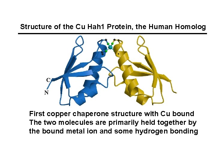Structure of the Cu Hah 1 Protein, the Human Homolog C N First copper