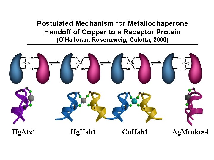 Postulated Mechanism for Metallochaperone Handoff of Copper to a Receptor Protein (O’Halloran, Rosenzweig, Culotta,