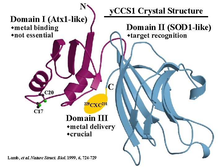 N Domain I (Atx 1 -like) y. CCS 1 Crystal Structure Domain II (SOD