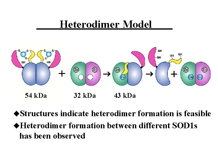 Heterodimer Model + 54 k. Da u. Structures 32 k. Da 43 k. Da
