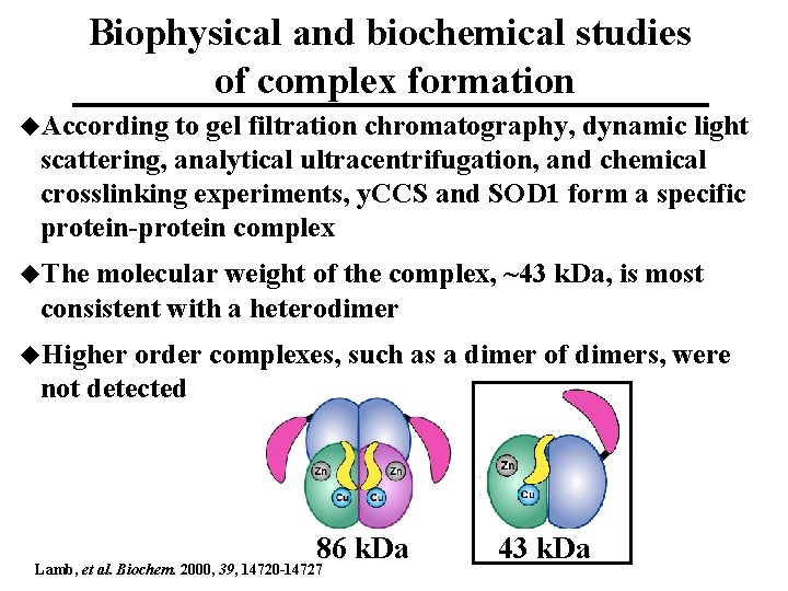 Biophysical and biochemical studies of complex formation u. According to gel filtration chromatography, dynamic