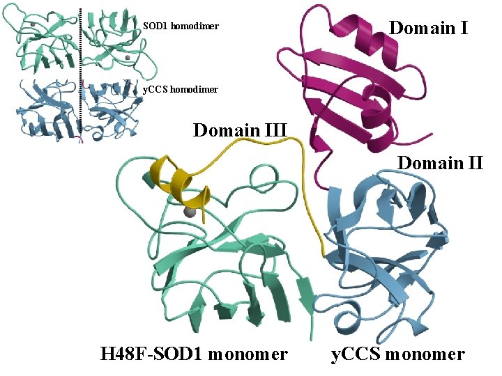 SOD 1 homodimer Domain I y. CCS homodimer Domain III Domain II H 48