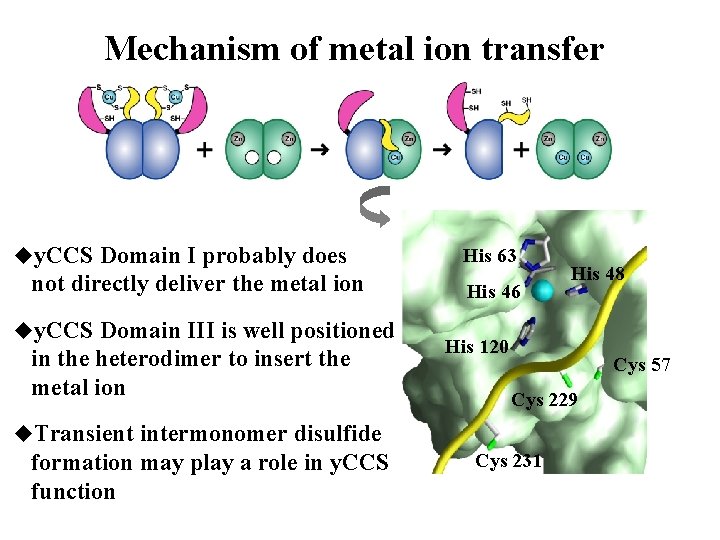 Mechanism of metal ion transfer uy. CCS Domain I probably does not directly deliver