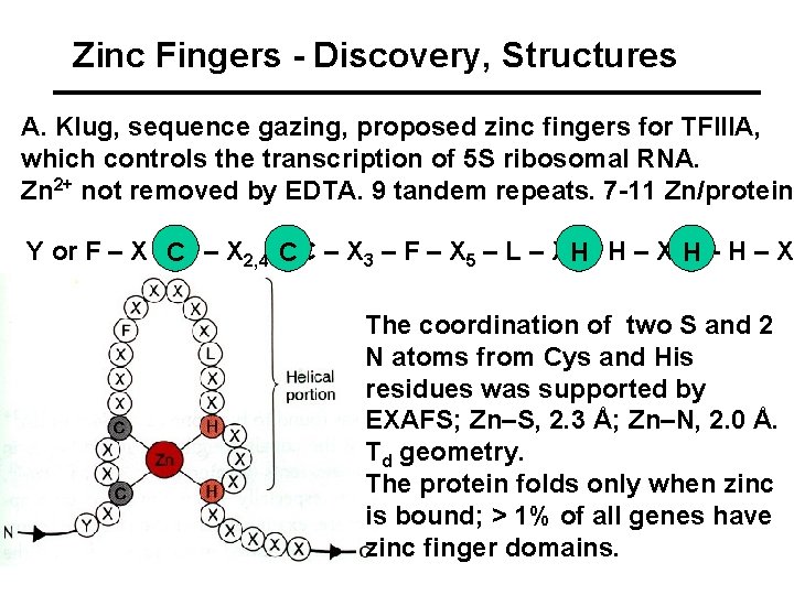 Zinc Fingers - Discovery, Structures A. Klug, sequence gazing, proposed zinc fingers for TFIIIA,