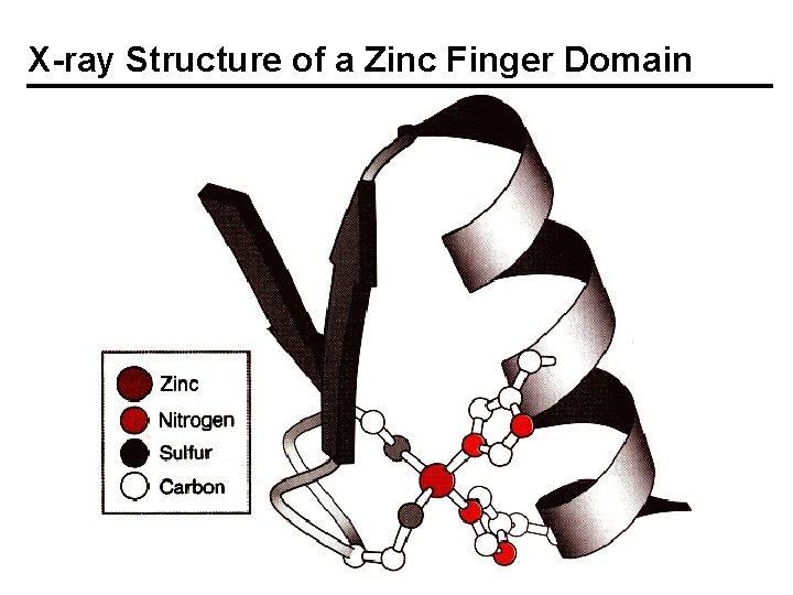X-ray Structure of a Zinc Finger Domain 