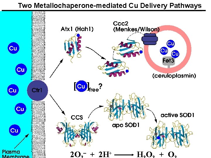 Two Metallochaperone-mediated Cu Delivery Pathways 2 O - + 2 H+ HO + O