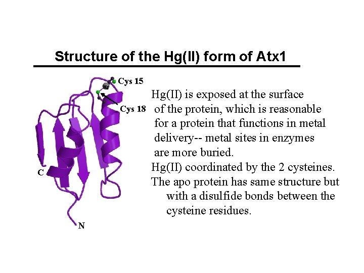 Structure of the Hg(II) form of Atx 1 Hg Cys 15 Cys 18 C