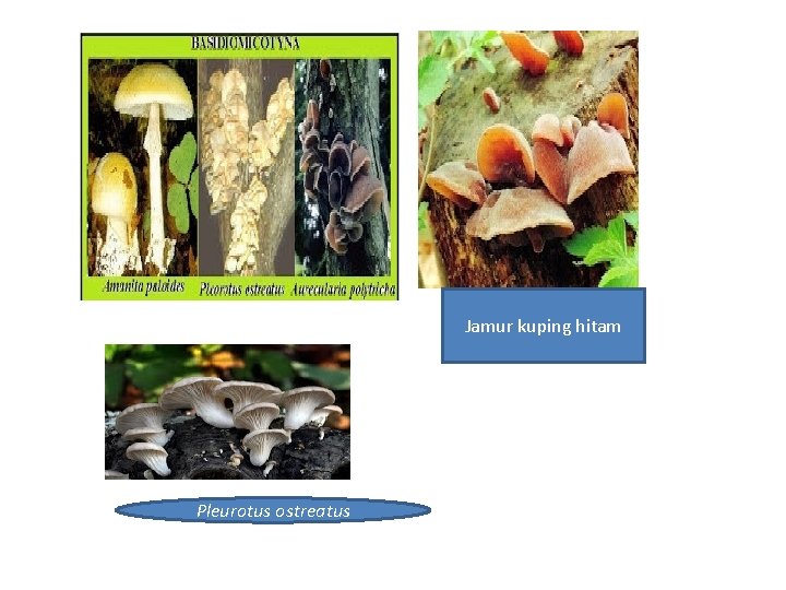 Jamur kuping hitam Pleurotus ostreatus 